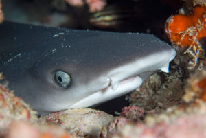 Juvenile Whitetip Reef Shark