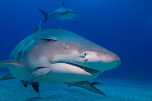Lemon Shark (Caribbean Reef Shark in the Background)