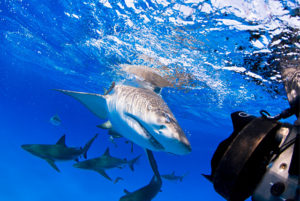 Lemon Shark (Caribbean Reef Sharks in the Background)