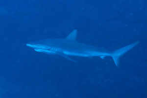 Galapagos Shark with Hook and Rope between Jaws and Gills