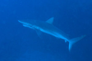Galapagos Shark with Hook and Rope between Jaws and Gills