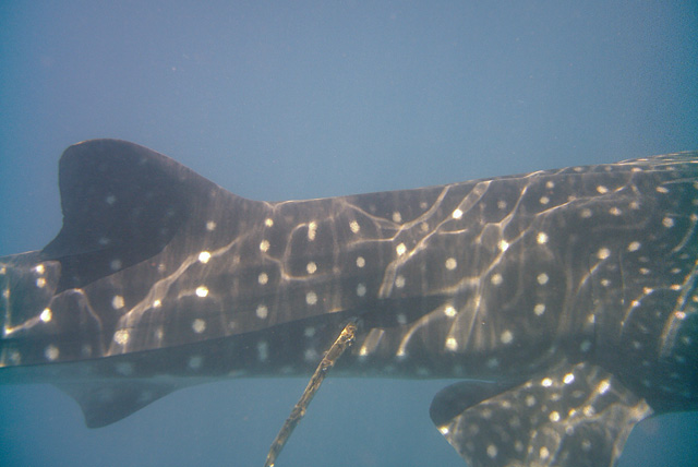 Harpooned and still living Whale Shark
