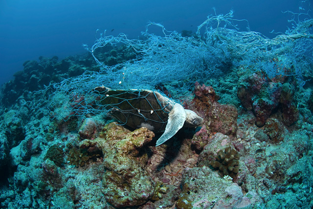 In einem Fischernetz ertrunkene Suppenschildkröte (Grüne Meeresschildkröte)