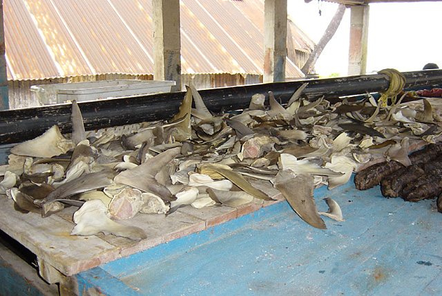 Zum Trocknen ausgelegte Haifischflossen