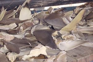 Shark fins laid out to dry