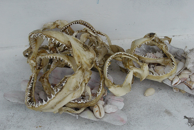 Shark Jaws for Sale