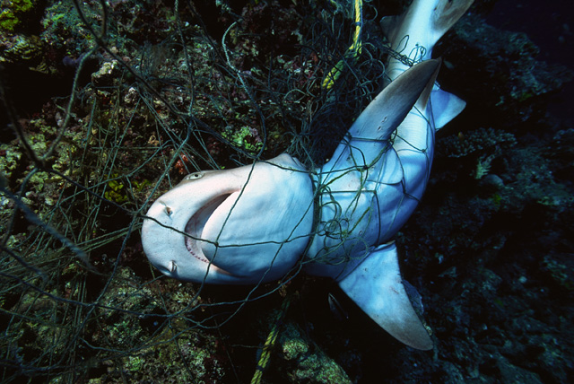 Strangulierter Riffhai in einem Fischernetz