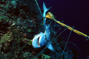 Strangled Reef Shark in a Fishing Net