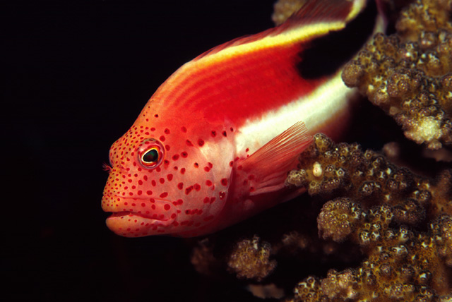 Forster's Hawkfish