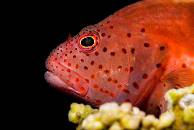 Forster's Hawkfish