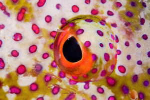 Eye of a Coral Grouper