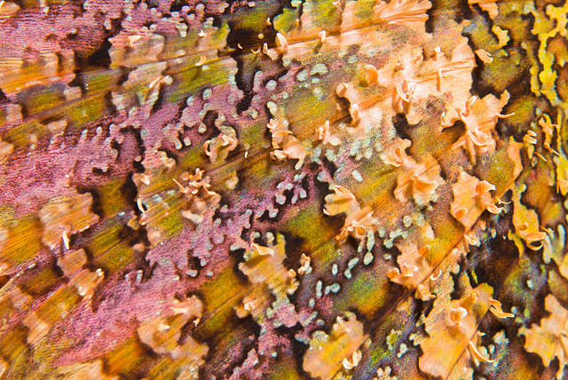 Pectoral Fin of a Scorpionfish