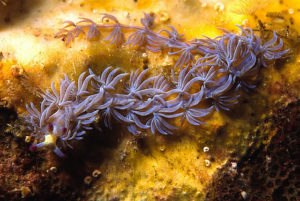 Ianthina Slug (Pteraeolidia ianthina)
