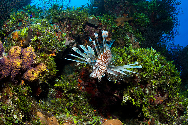 Red Lionfish (Common Lionfish)