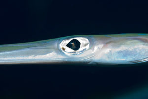 Eye of a Cornetfish