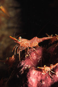 Durban Hingebeak Shrimp (Rhynchocinetes durbanensis)
