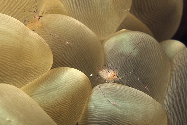 Blasenkorallen-Garnele (Vir philippinensis)