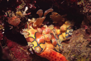 Harlequin Shrimps (Hymenocera elegans) eating a Starfish (Sea Star)