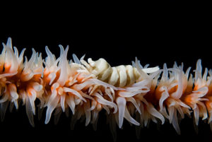 Black Coral Shrimp (Pontonides unciger)