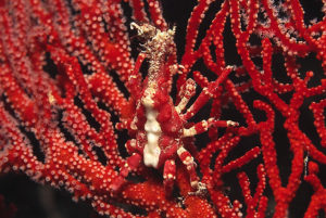 Conical Spider Crab (Xenocarcinus conicus)