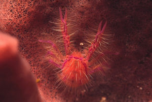 Pink Squat Lobster (Lauriea siagiani)