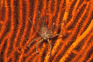 Coral Spider Crab (Hyastenus sp.)