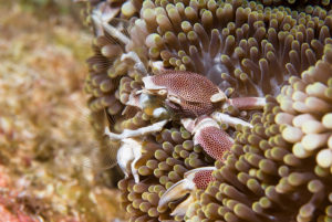 Anemone Porcelain Crab (Neopetrolisthes maculatus)
