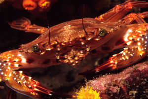 Red Swimming Crab (Charybdis erythrodactyla)