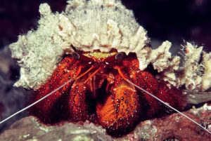 White Spotted Hermit Crab (Dardanus megistos)