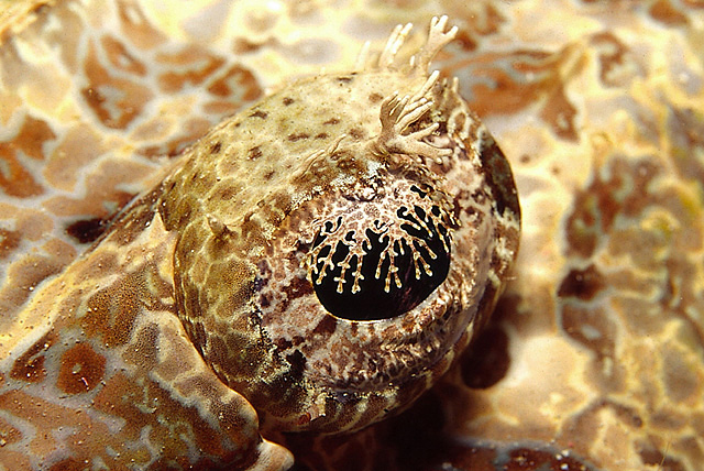Auge von einem Teppich-Krokodilfisch (Plattkopf)