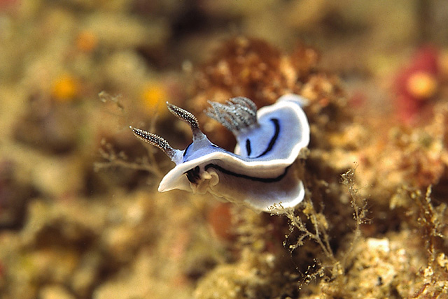 Magnificent Slug (Chromodoris willani)