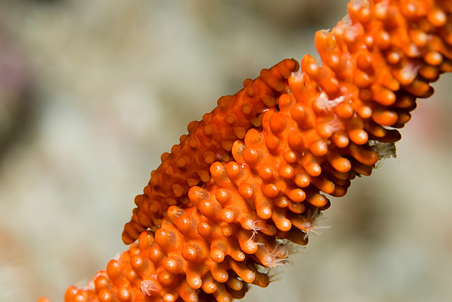 Whip Coral Slug (Hiata depressa)
