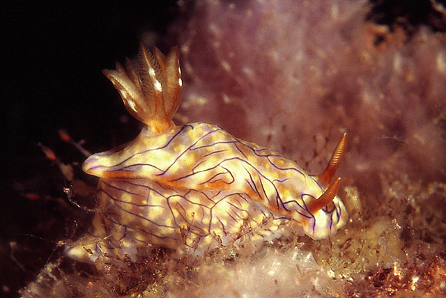 Magnificent Slug (Hypselodoris nigrostriata)