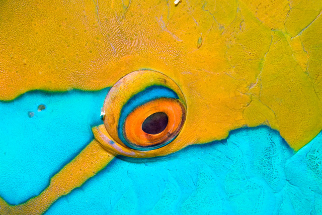 Auge von einem Nasenhöcker-Papageifisch