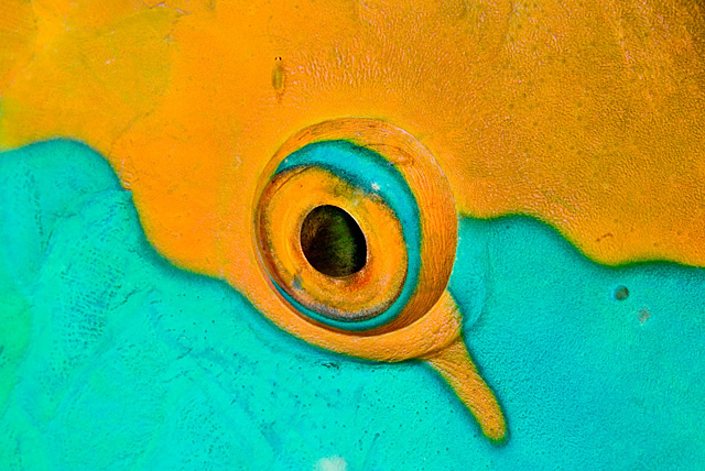 Auge von einem Nasenhöcker-Papageifisch