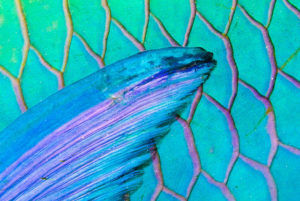 Pectoral Fin of a Bicolour Parrotfish