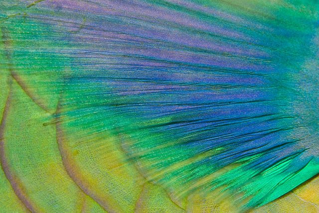 Pectoral Fin of a Bicolour Parrotfish