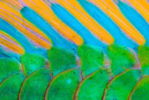Body to Dorsal Fin of a Bicolour Parrotfish