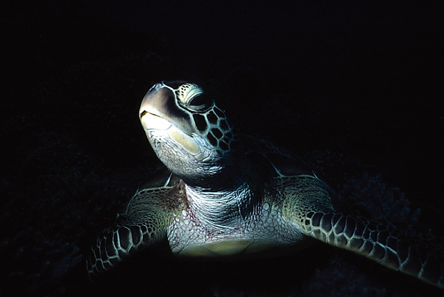 Suppenschildkröte (Grüne Meeresschildkröte)