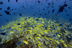 Shoals of Blue Striped Snappers (yellow) and Red Tooth Trigger Fish (dark blue)