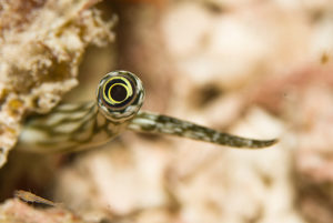 Eye of a Snail