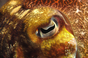 Eye of a Broadclub Cuttlefish (Common Reef Cuttlefish)