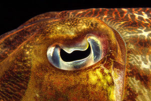 Eye of a Broadclub Cuttlefish (Common Reef Cuttlefish)