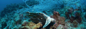 Ocean Protection - Dead Sea Turtle in Ghost Net